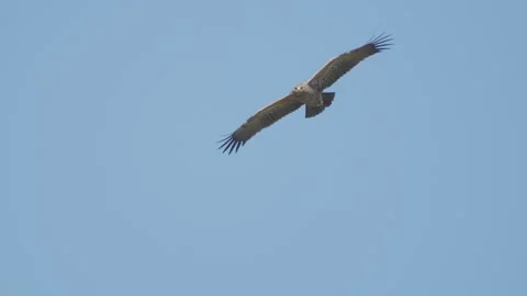 Lesser spotted eagle in flight in slow motion, bird of prey flying Stock Footage 276704781
