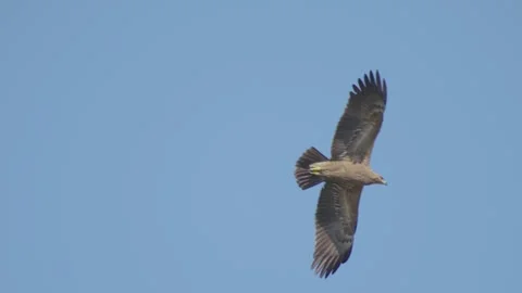 Lesser spotted eagle in flight in slow motion, bird of prey flying Stock Footage 276704808