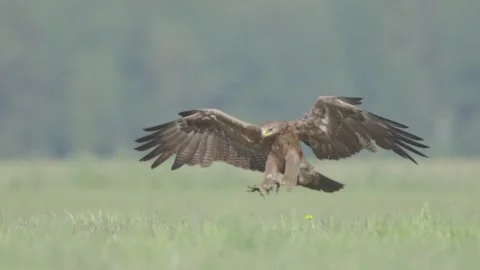 Lesser spotted eagle in flight in slow motion, bird of prey flying Stock Footage 276740204