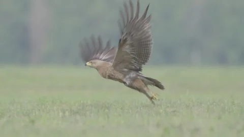 Lesser spotted eagle in flight in slow motion, bird of prey take off and flying Stock Footage 276973479