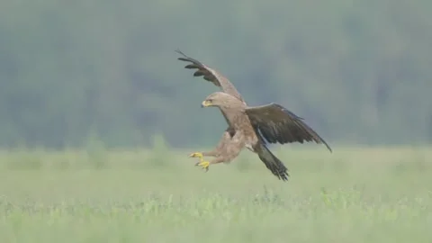 Lesser spotted eagle in flight in slow motion, bird of prey take off and flying Stock Footage 276999335