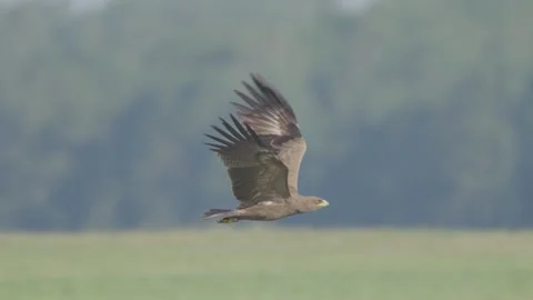 Lesser spotted eagle in flight in slow motion, bird of prey take off and flying Stock Footage 276999412