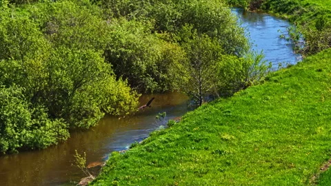 Lesser spotted eagle flying above green fields and muddy river Stock Footage 312714965