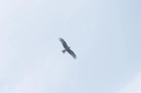 Lesser Spotted Eagle flying overhead in misty skies near mount rigi in switze Stock Photos