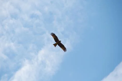 Lesser Spotted Eagle flying overhead near mount rigi in switzerland Stock Photos