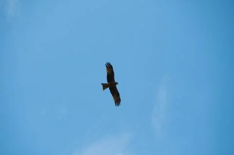 Lesser Spotted Eagle flying overhead near mount rigi in switzerland Stock Photos