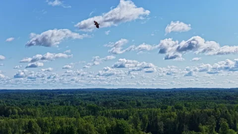 Lesser spotted eagle glides across open forested area during bird tracking Stock Footage 313867441