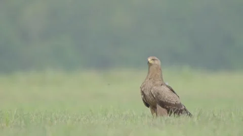 Lesser spotted eagle in the grass, bird of prey on the ground Stock Footage 276973586