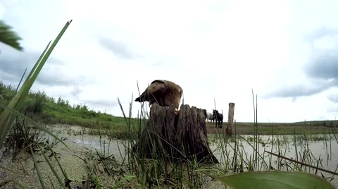 Lesser spotted Eagle on a meadow Stock Footage 66077504