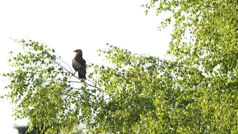 Lesser spotted eagle moving on a Birch branch Stock Footage 263368143