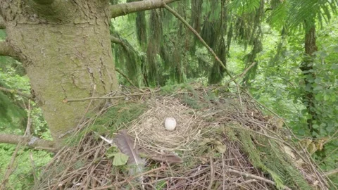 Lesser spotted eagle nest of birds of prey on tree with egg Stock Footage 344206711