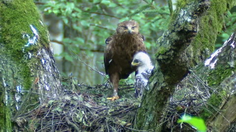 Lesser spotted eagle in nest with chick. Aquila pomarina eagle feeds the chick. Stock Footage 236024047