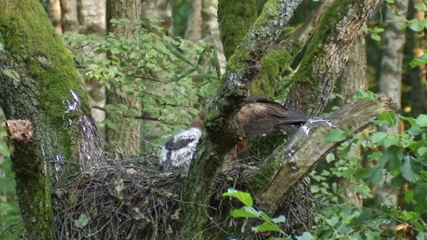Lesser spotted eagle in nest with chick A. pomarina juvenile eagle learns to fly Stock Footage 237512146