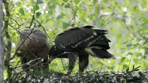 Lesser spotted eagle in the nest, two birds Stock Footage 83641723