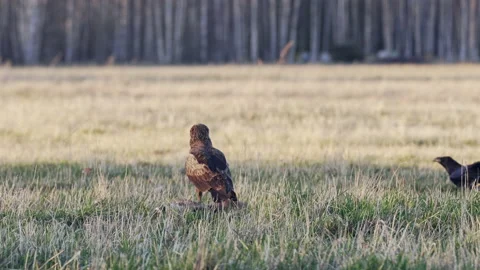 A lesser spotted eagle sits on the ground and conflicts with a raven Stock Footage 195295790
