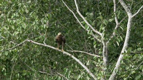 Lesser spotted eagle sitting in a tree and hunting. Stock Footage 170759754