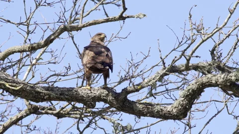 Lesser spotted eagle sitting in a tree and hunting. Stock Footage 170760074