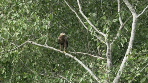 Lesser spotted eagle sitting in a tree and hunting. And fly away. Video stock 206464795