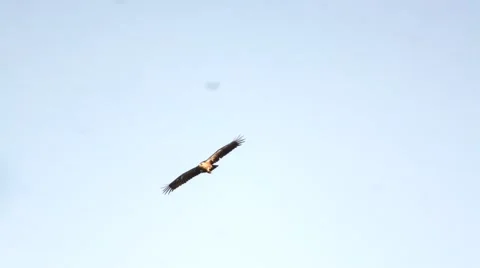 Lesser spotted Eagle at the sky Stock Footage 66004575