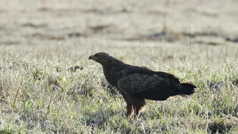Lesser spotted eagle. In the spring sitting on the ground, looking up. Fly away. Stock Footage 195295695