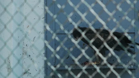 Lesser spotted eagle tears meat in a cage (aquila pomarina) Stock Footage 101724174