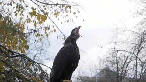 Lesser spotted eagle yawn in slow motion. Stock Footage 261498323