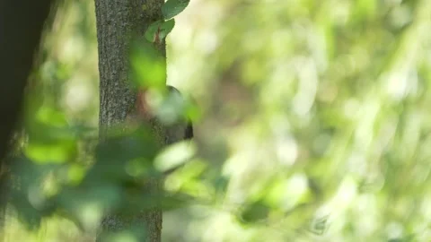 Lesser spotted woodpecker 1 Video stock 201675018