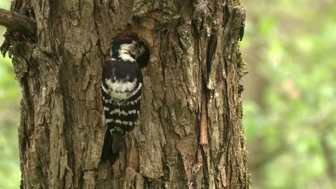 Lesser spotted woodpecker Stock Footage 79037593