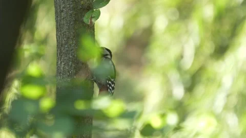 Lesser spotted woodpecker Video stock 201675024