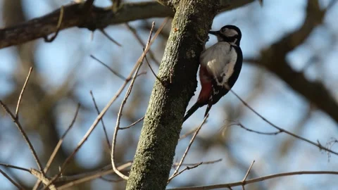 Lesser spotted woodpecker Stock Footage 241919080