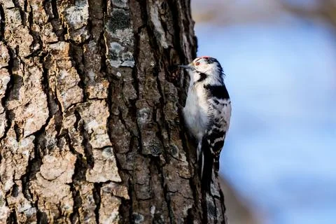Lesser spotted woodpecker perched on a tree trunk. A close up shot of a small Stock Photos