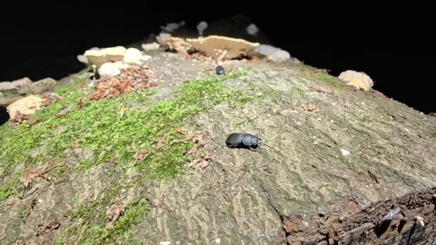 Lesser Stag Beetle Crawling On Mossy Tree Trunk, Dorcus Parallelipipedus In Stock Footage 340542925