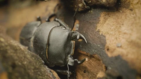 Lesser stag beetle (Dorcus parallelipipedus). Close-up. Stock Footage 313654283