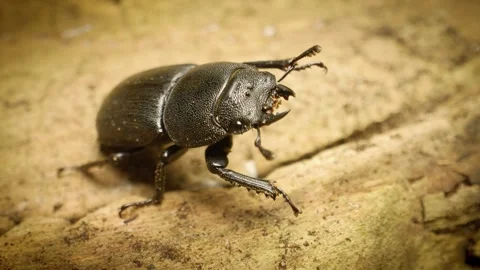 Lesser stag beetle (Dorcus parallelipipedus). Close-up. Stock Footage 313654324