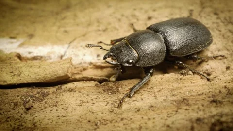 Lesser stag beetle (Dorcus parallelipipedus). Close-up. Stock Footage 313654330