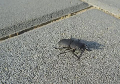 Lesser stag beetle (Dorcus parallelipipedus) sitting on the pavement Stock Photos