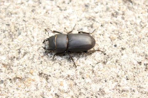 Lesser stag beetle Foto stock