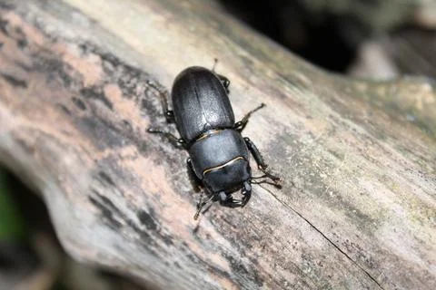 Lesser stag beetle Stock Photos