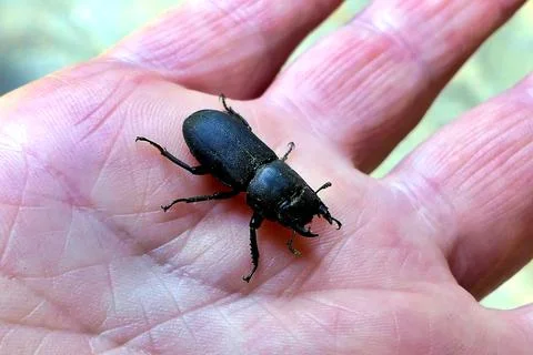 Lesser Stag Beetle . Stock Photos