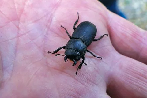 Lesser Stag Beetle . Stock Photos