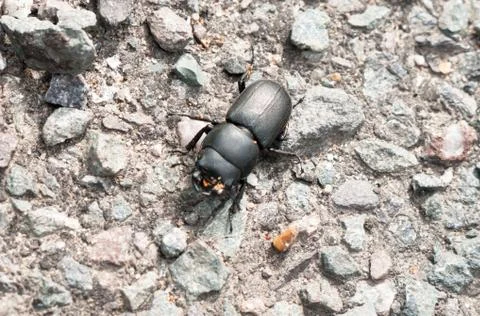 Lesser stag (dorcus parallelipipedus) beetle on ground Фото