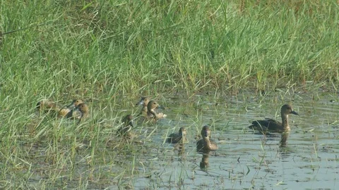 Lesser whistling duck diving Stock Footage 74343387