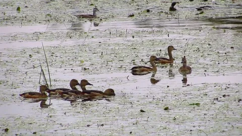 Lesser whistling ducks Stock Footage 77738505