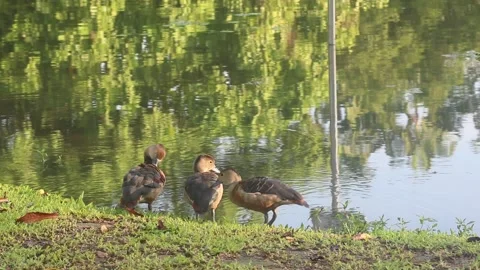 Lesser Whistling Ducks Stock Footage 131350007