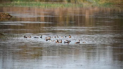 Lesser whistling ducks playfully in the water of Tadoba national park Stock Footage 307296997