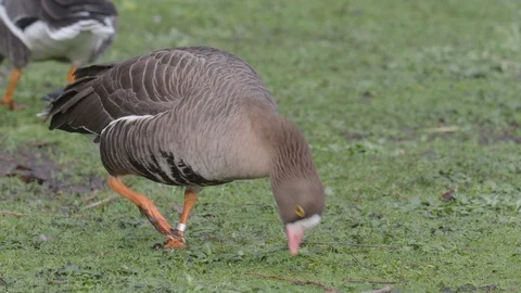 Lesser white-fronted goose, Anser erythropus, Stock Footage 101442379