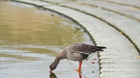 Lesser white-fronted goose (Anser erythropus) Stock Footage 335257017