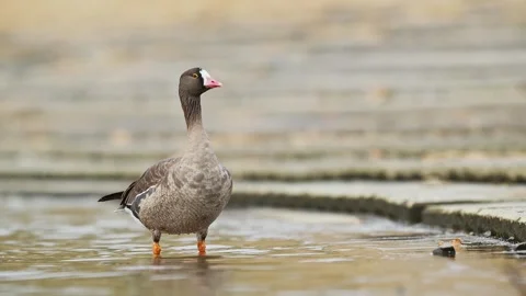 Lesser white-fronted goose (Anser erythropus) Stock Footage 335257019