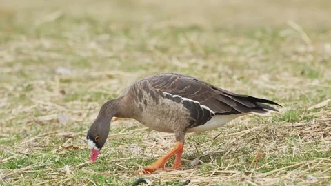 Lesser white-fronted goose (Anser erythropus) Stock Footage 335257020