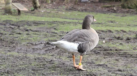 Lesser white fronted goose Video stock 23919697